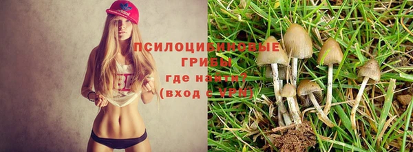 ГАЛЛЮЦИНОГЕННЫЕ ГРИБЫ Алексеевка